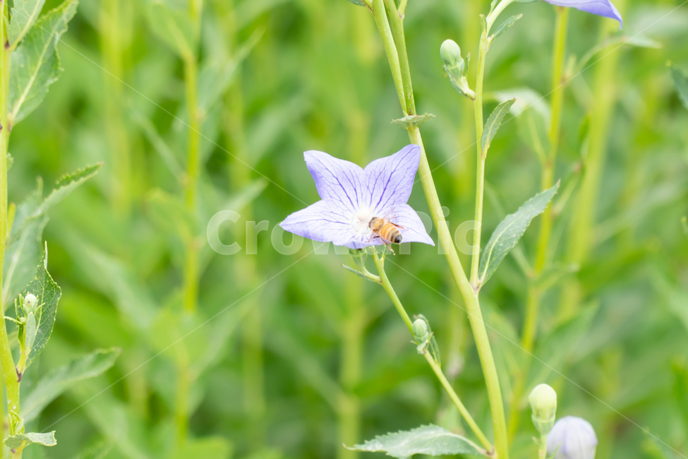 도라지꽃,꽃,보라색꽃,식물,양용작물,도라지,자연,flower,꿀벌,벌,nature,plants