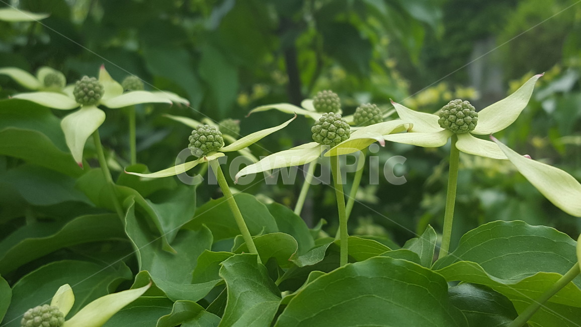 산딸나무꽃,야생화,봄,꽃,연두색,flower,green