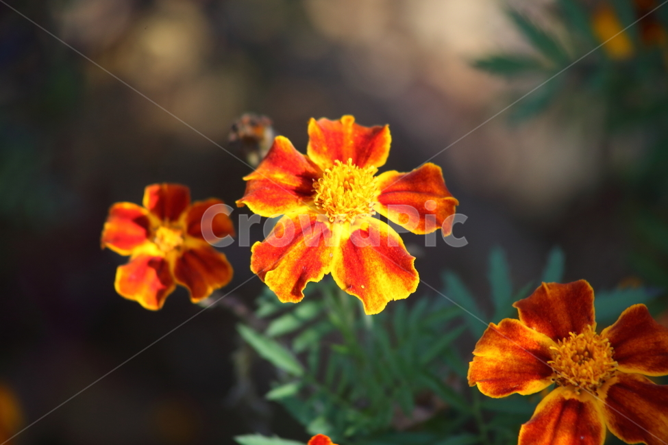 메리골드,꽃,식물,marigold,국화과,만수국,식물,자연,plants,nature,꽃,flower