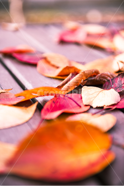낙엽,나뭇잎,잎사귀,가을낙엽,잎,가을,가을,계절,fall,autumn,season,plant,식물,leaf,blossom,꽃,flower,petal,꽃잎