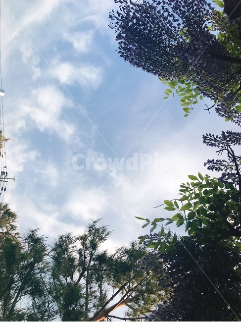 하늘,구름,나무,자연,nature,sky,cloud,tree