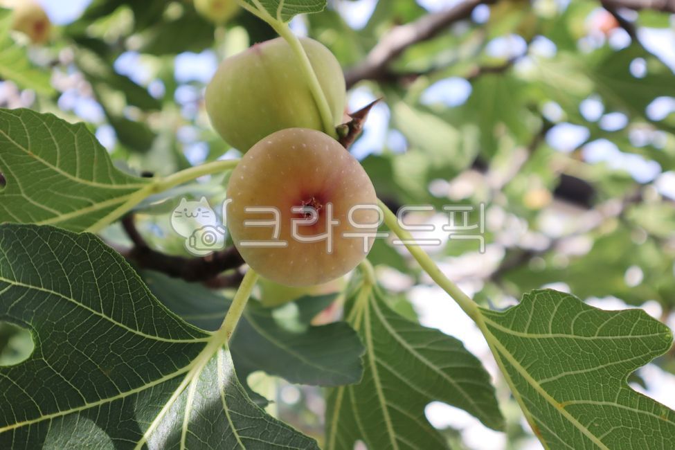 fig tree,fig fruit,fruit,leaf,plant,green,tree,vegan,branch,leaf,object,yummy,fig,ripe,nature,material,sweet,food