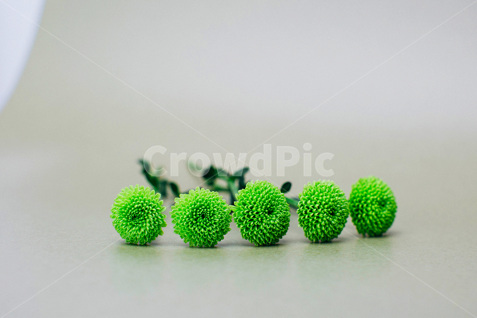 꽃,초록,초록색,초록색꽃,flower,자연,꽃,flower