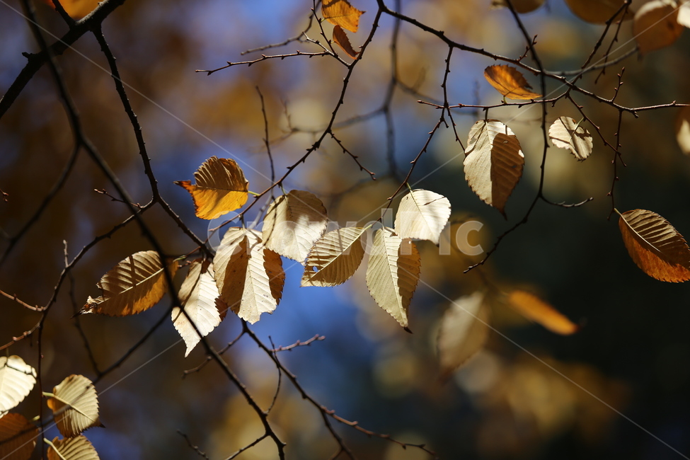 잎,plant,식물,leaf,단풍