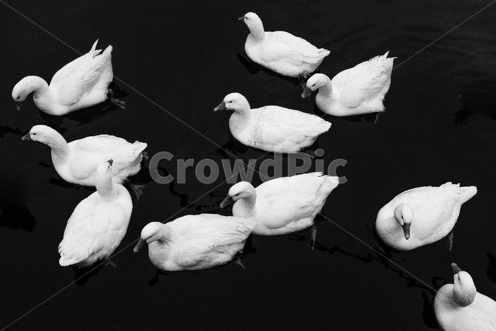 animal,동물,bird,새,오리,동물,animal,조류,새,birds