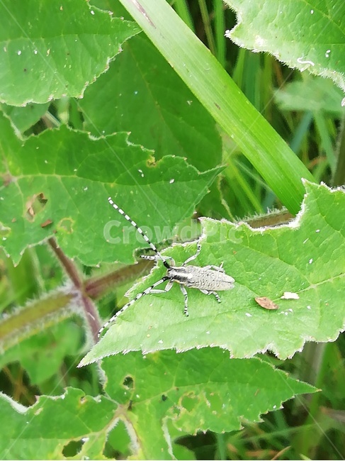 곤충,벌레,동물,야생동물,무척추동물,insect,bug,invertebrate,곤충,벌레,insect,bug