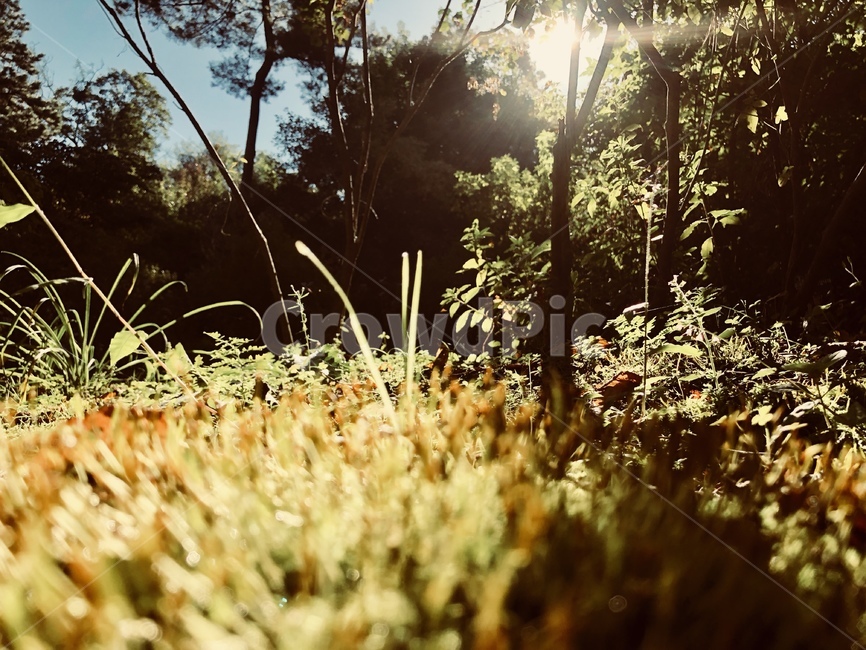 식물,plant,빛,light,플레어,flare,숲,식물,자연,plants,nature