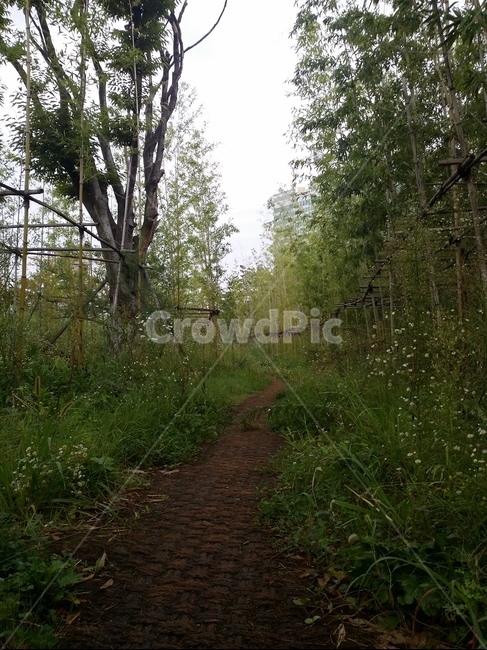 길,대나무,대나무길,자연,나무,nature,road,away,식물,자연,풍경,nature,landscape,path,통로,tree,plant