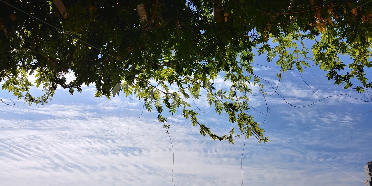 나뭇잎,맑음,하늘,덩쿨,청량,leaf,sky
