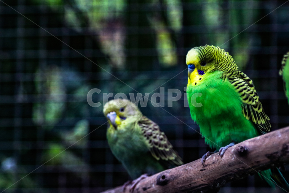 앵무새,사랑앵무,새,나무,야생,동물,animal,조류,새,birds