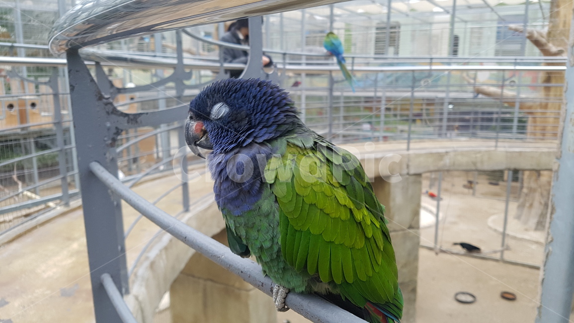 새,동물,animal,bird,귀여운