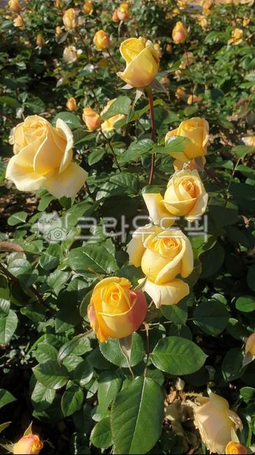 yellowrose,blossom,yellow flower,flower,rose flower bed,petal,rose bud,yellow rose,yellowpetal,rose,roses