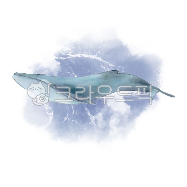 right whale,shark,sealife,Atlantic Ocean,Pacific ocean,whale baleen,white swimming whale,ocean,whale,North Pole,mammal,Ocean,animal,mammalia,marine life