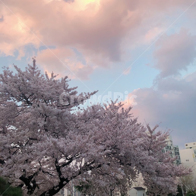 벚꽃,꽃,하늘,핑크색하늘,봄,blossom,cherryblossom,flower,식물,봄하늘,식물,자연,plants,nature,꽃,flower