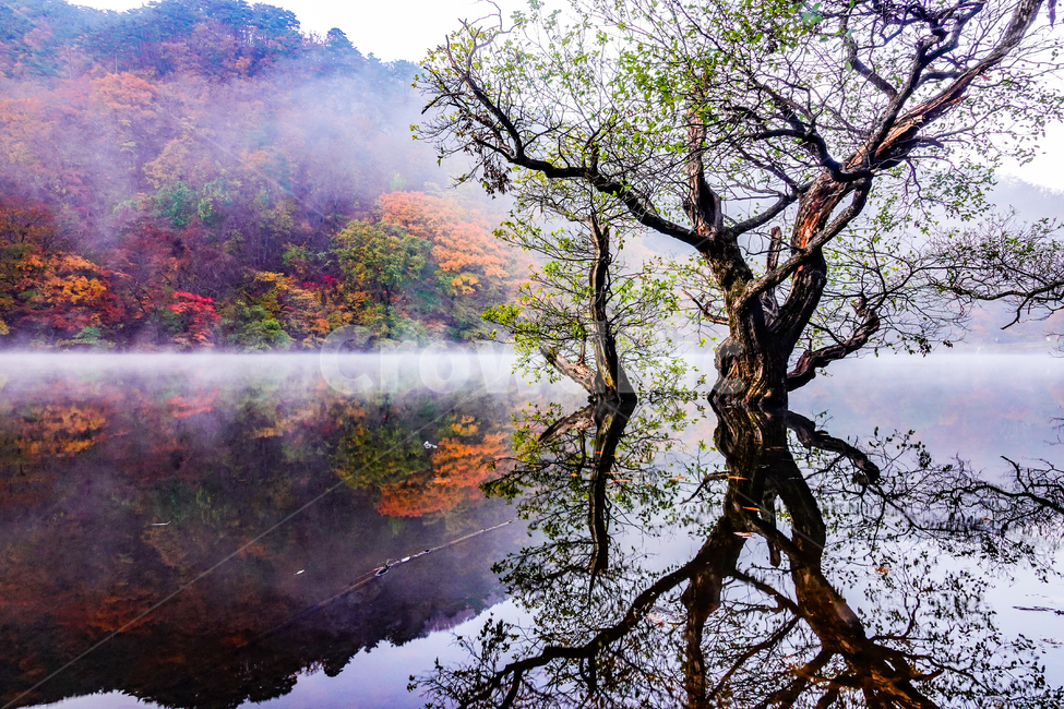 자연,nature,나무,물,저수지,주산지,아침,안개,반영,가을,단픙,청송군,고목