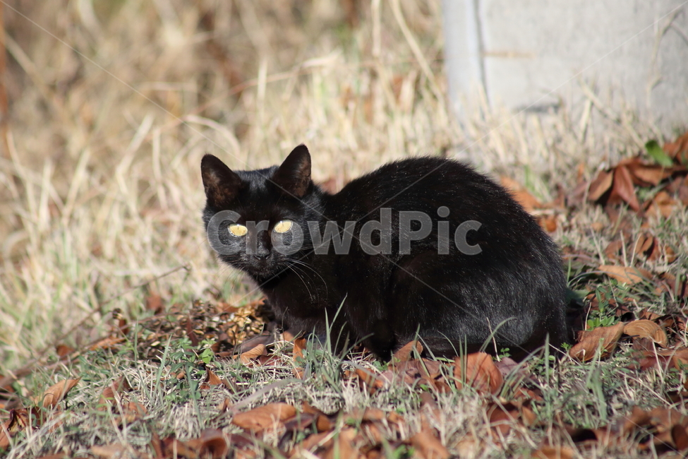 반려묘,고양이,길냥이,동물,cat,동물,animal,포유류,mammal,고양이,cat,kitten,kitty