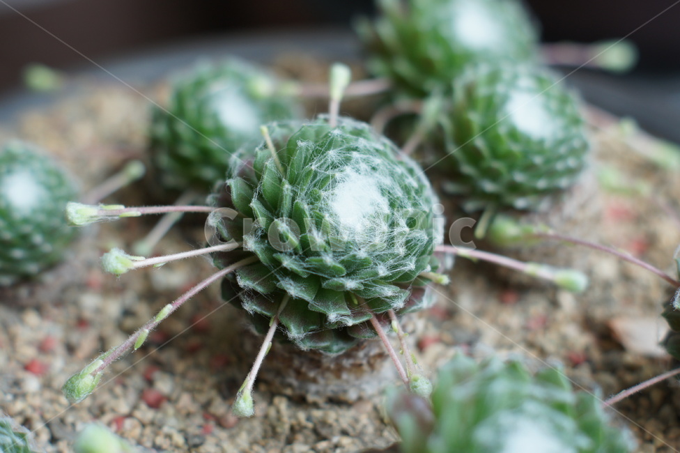 선인장,화초,가시,화분,녹색,식물,자연,plants,nature,실내용화초,화분,화초,house plant