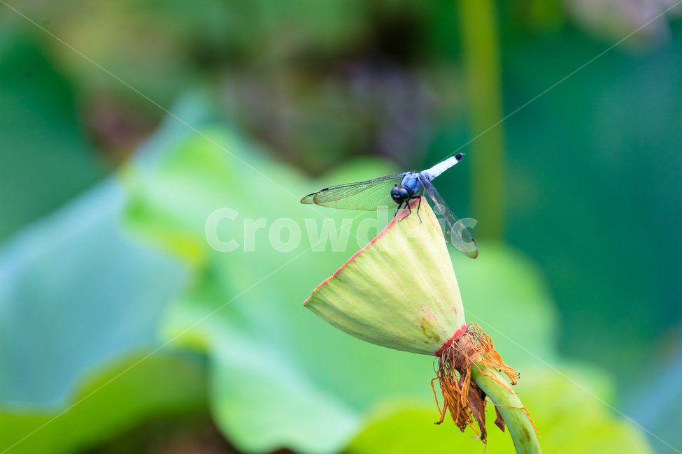 연꽃,불교,여름,식물,정원,꽃잎,꽃,식물,자연,plants,nature,동물,animal,곤충,벌레,insect,bug