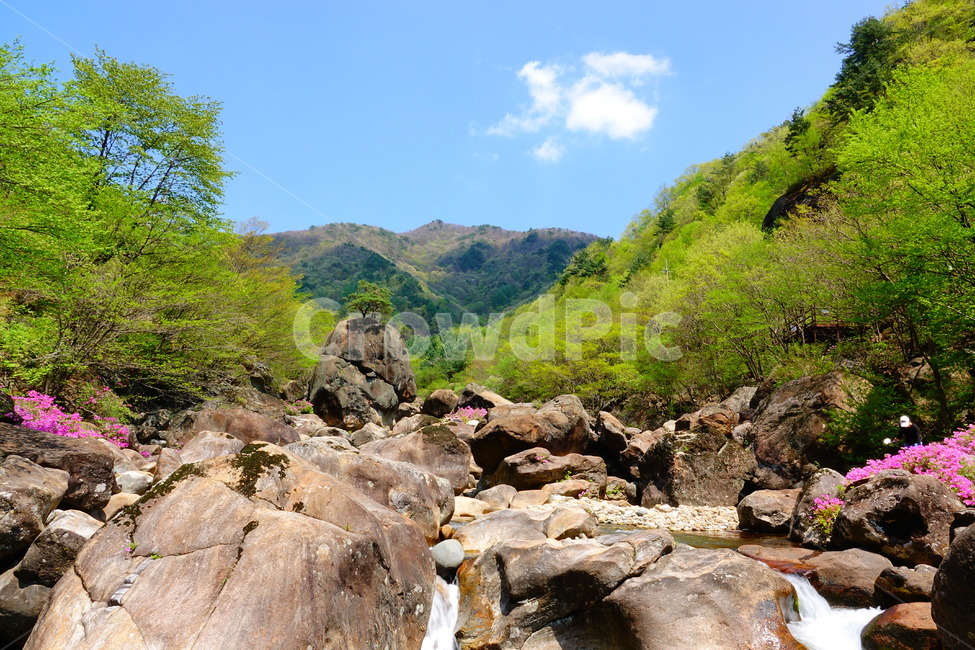 지리산,계곡,수달래,명묵바위,풍경,자연,풍경,nature,landscape,outdoors,옥외,water,물