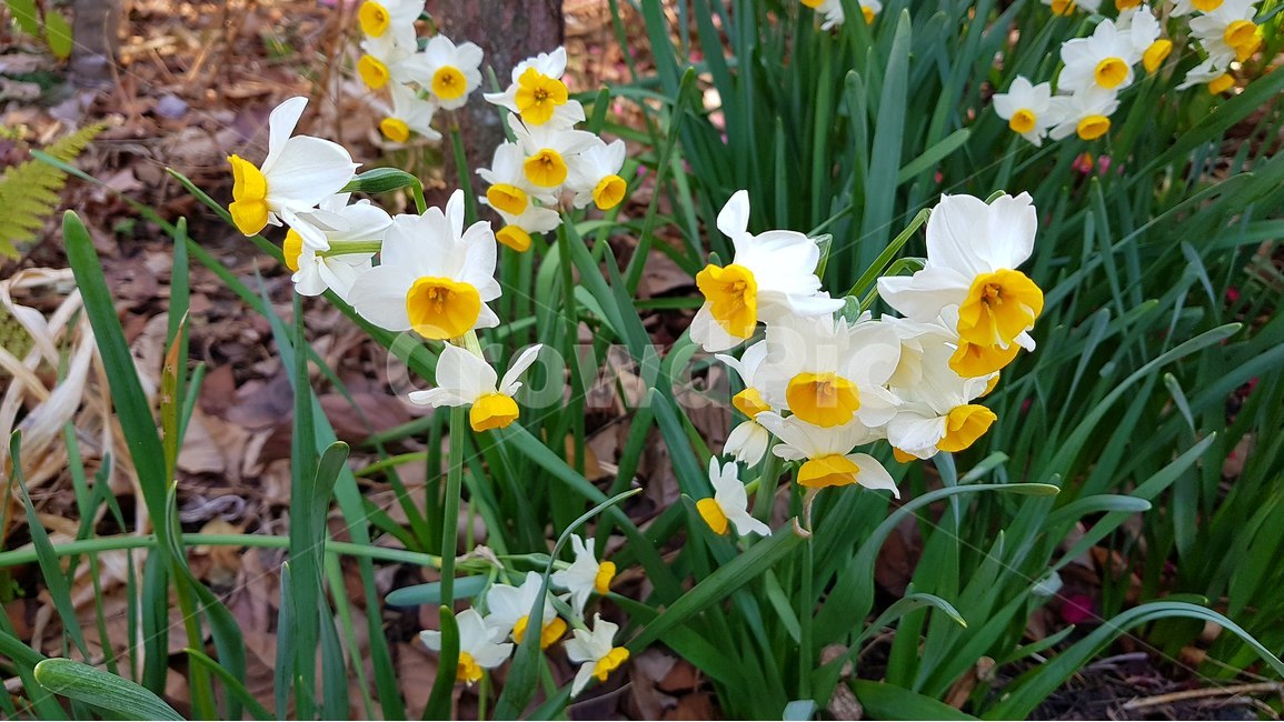 꽃,화단,수선화,봄,flower,식물,자연,plants,nature,꽃,flower