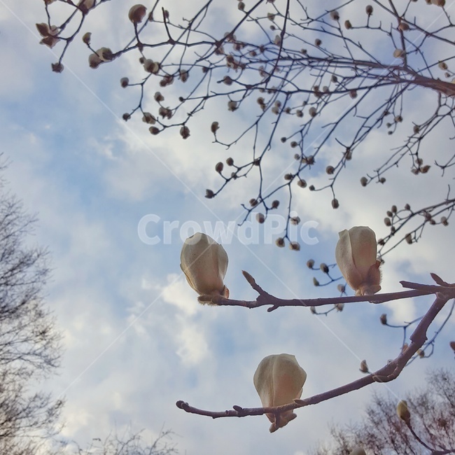 목련,꽃,꽃나무,하얀꽃,하늘,나무