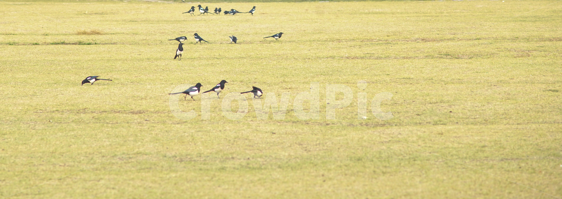 까치,조류,새,동물,잔디,잔디밭,공원,동물,animal,조류,새,birds