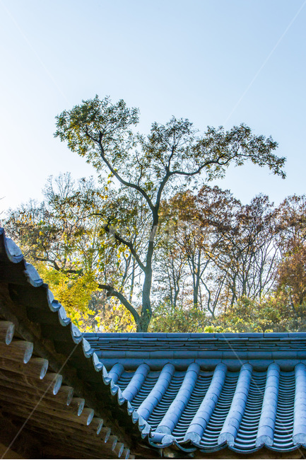 기와,전통가옥,선,문화유산,단풍,고택,한국전통,한국문화,korean traditional,korean culture,건축물,건물외관,exterior,building,structure,architecture,construction