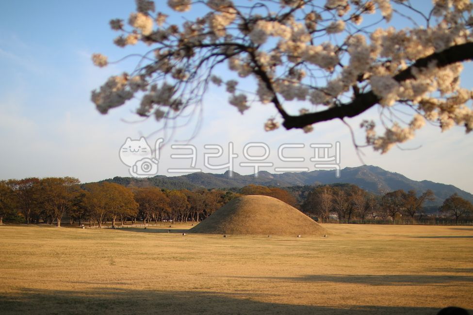 노을,가로수,벚꽃,경주,대릉원,풍경