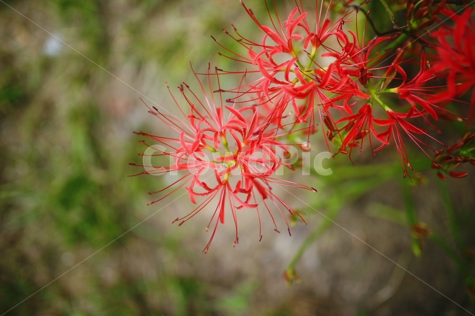 꽃무릇,여름꽃,화단,스냅,접사,식물,자연,plants,nature,꽃,flower