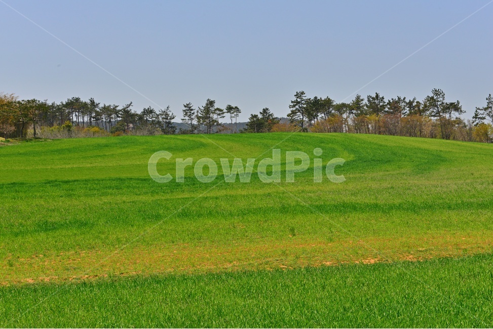 전북,고창,청보리밭농원,학원농장,유채밭,유채꽃,봄,계절,field,들,grassland,outdoors,옥외,nature,자연,rural,농촌,farm,농장,meadow,목초지,자연,풍경,nature,landscape