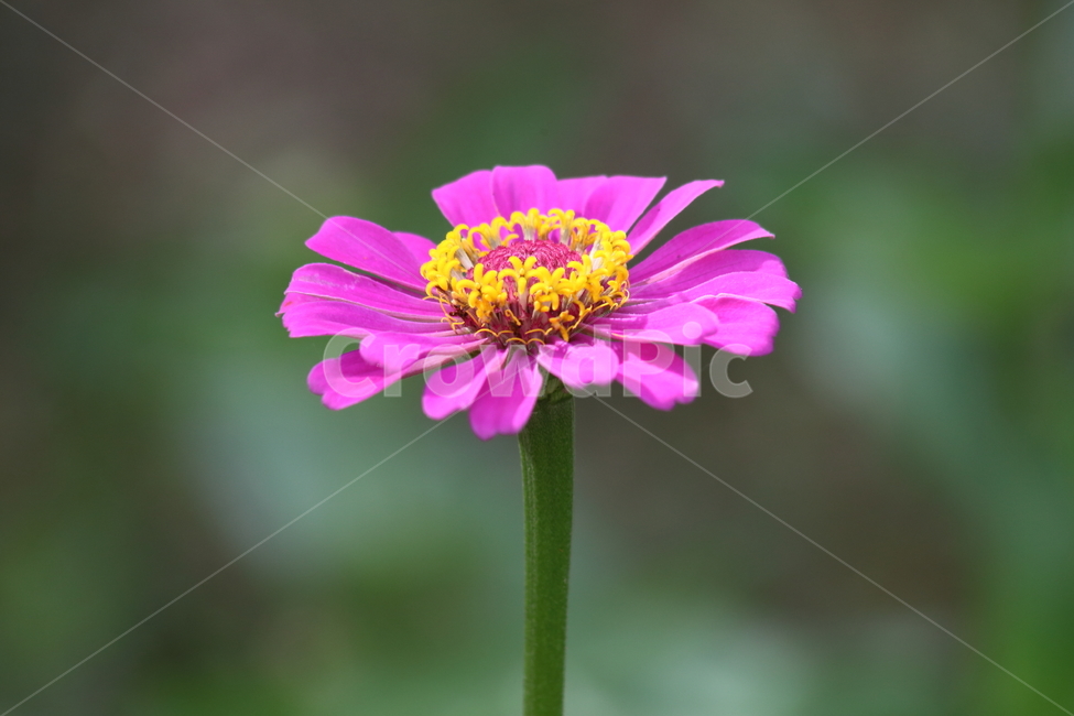 백일홍,백일초,꽃,zinniaelegans,plant,식물,자연,plants,nature,꽃,flower