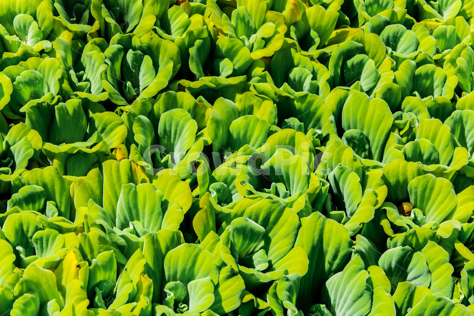연못,배경,패턴,수생물,습지,식물,자연,plants,nature