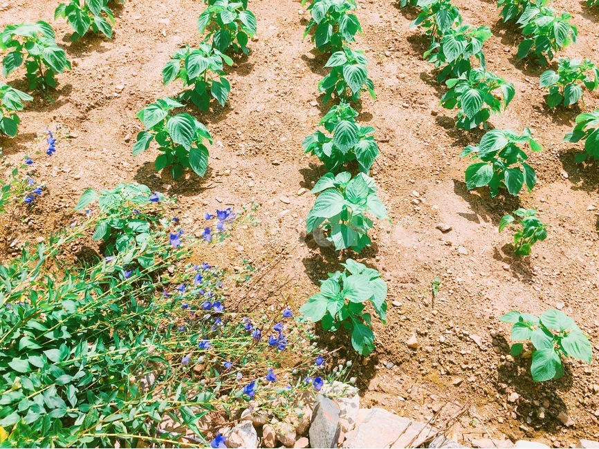 밭,흙,농장,흙밭,강원도,농부,땅,농사,농업,산업,industry,industrial,농업,농사,agriculture,farming,farming industry