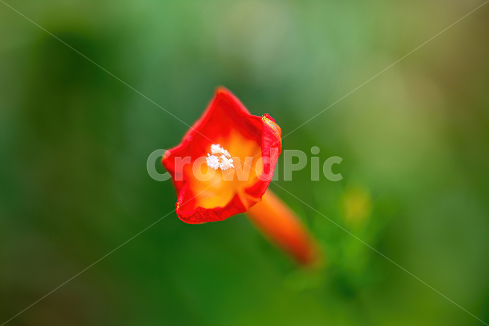 식물,flower,꽃,plant,접사