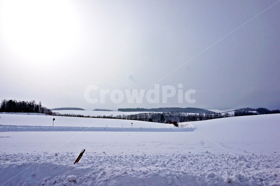 눈보라,폭설,눈밭,겨울,blizzard,winter,눈,snow,나무,겨울,계절,winter,season,자연,풍경,nature,landscape