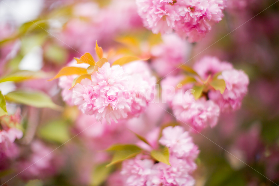 봄,벚꽃,겹벚꽃,분홍색,꽃,플라워,분홍분홍,꽃나무,꽃놀이,flower,doublecherryblossoms,cherryblossoms