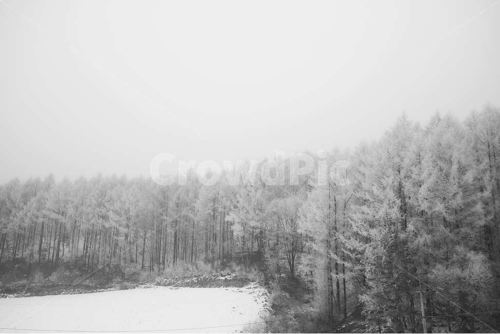 겨울,설경,나무,강릉,눈,숲,겨울숲,흑백,상고대,겨울,계절,winter,season,자연,풍경,nature,landscape,흑백,모노톤,monochrome,black and white,outdoors,옥외