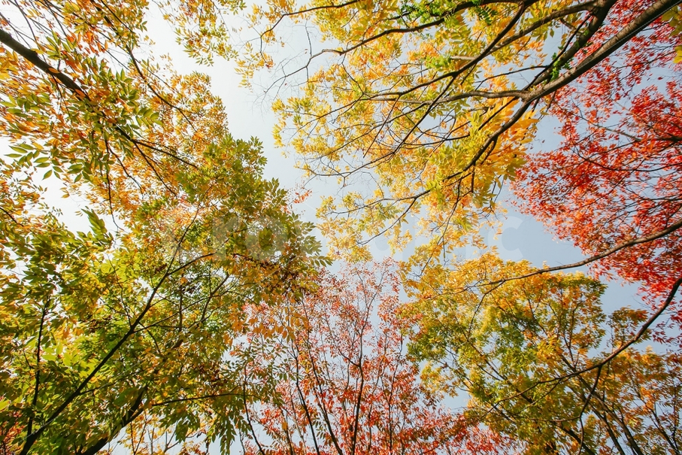 가을여행,단풍,하늘,여행,필름느낌,필름사진,필름,가을,계절,fall,autumn,season,자연,풍경,nature,landscape,식물,plants,나무,trees,wood,tree,plant,leaf,잎,maple