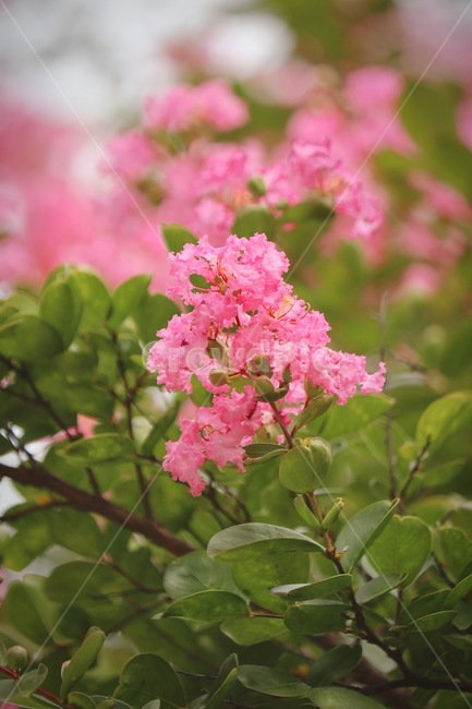 꽃,flower,식물,감성,배롱나무