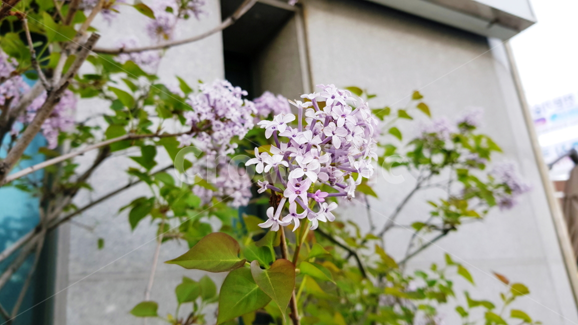 라일락,꽃,풍경,시든꽃,팬지,컬러풀,식물,자연,plants,nature,꽃,flower