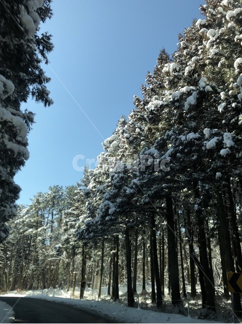 tree,나무,plant,식물,abies,아비,fir,전나무,가로수길,가로수,겨울길,겨울,눈내린도로,눈내린,숲속,설경,snowtree,snow,눈덮인,겨울도로