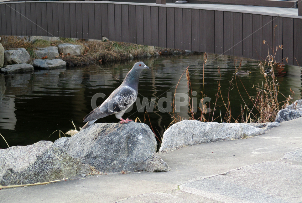동물,새,비둘기,bird,animal,동물,animal,조류,새,birds