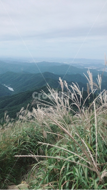 갈대,갈대밭,산,산정상,무등산,자연,풍경,nature,landscape,grass,잔디,plant,식물,lawn