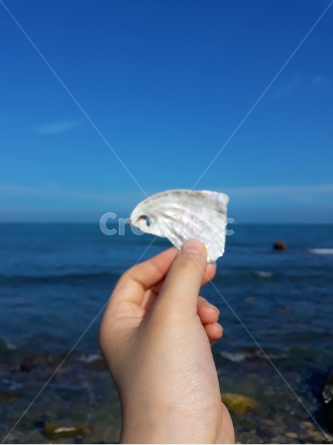 하늘,바다,조개,조개껍데기,손