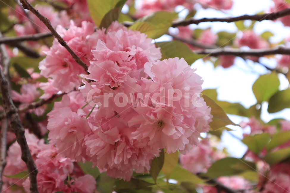 겹벚꽃,벚꽃,봄,분홍색,꽃,자연,spring,식물,flower