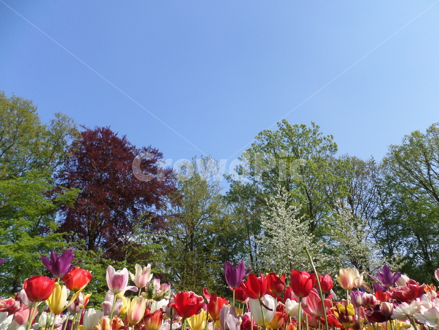 튤립,네덜란드,tulip,flower,color