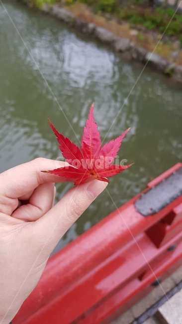 단풍,단풍잎,빨강,호수,손,다리,maple,red,lake,hand,가을,계절,fall,autumn,season,식물,자연,plants,nature,사람,인물,인간,human,person,신체일부,몸,body,leaf,잎,plant,tree,나무