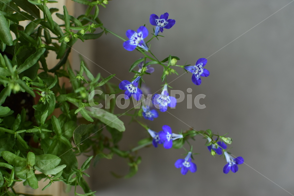 로벨리아,파란꽃,plant,식물,꽃,flower,식물,자연,plants,nature