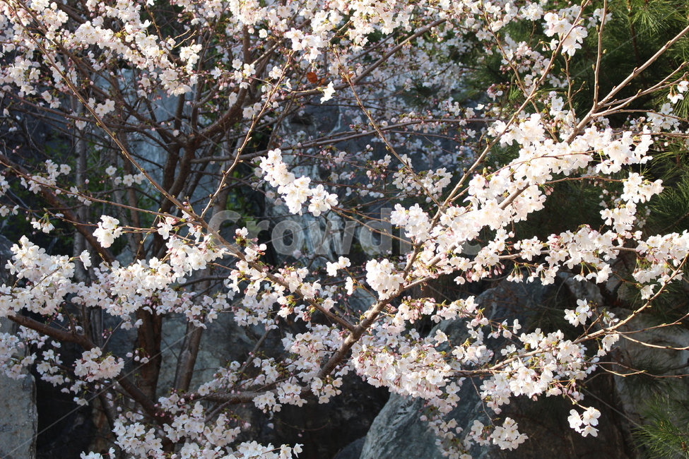 벚꽃,벚꽃나무,봄,꽃,따사로움,flower,cherryblossoms,봄,계절,spring,season,식물,자연,plants,nature,꽃,flower,plant,blossom