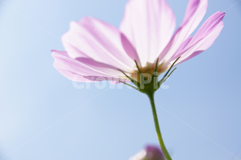 들판,가을,코스모스,햇빛,꽃,가을,계절,fall,autumn,season,식물,자연,plants,nature,꽃,flower,blossom,geranium,제라늄,plant,petal,꽃잎